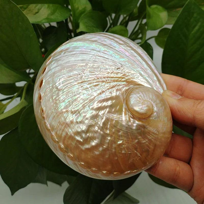 Vibrant Red Abalone Shell Art: Coastal Decor for Homes and Aquariums