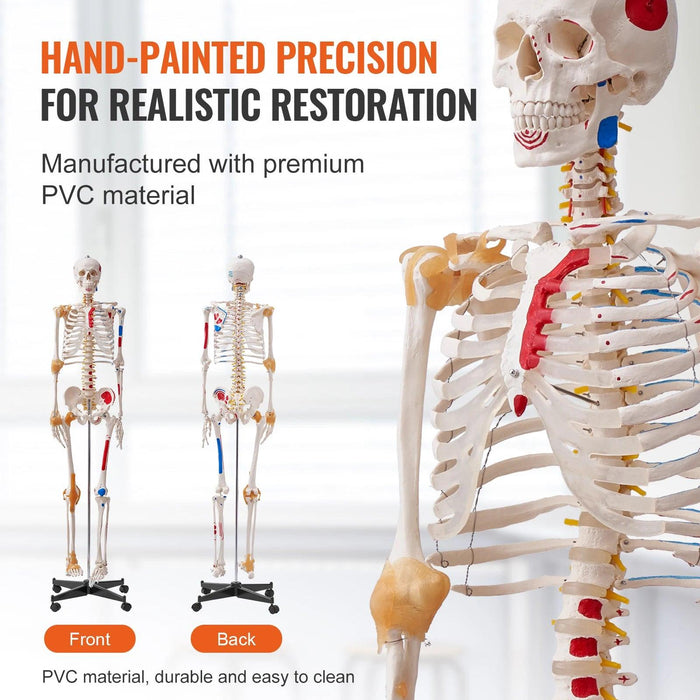 3D Interactive Human Anatomy Skeleton Model