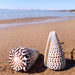 Leopard Cone Shell Décor - Authentic Lithoconus leopardus with Striking Black Spot Detailing