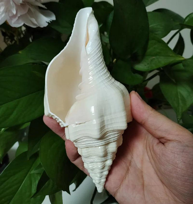 Large Natural Turbinella Angulata Conch Shell (12-20cm)