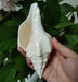 Genuine Indian Shankh Vamavarti Dattatreya Conch Shell