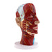 Realistic 3D Human Head and Neck Anatomy Model with Detailed Nerves and Cervical Structure