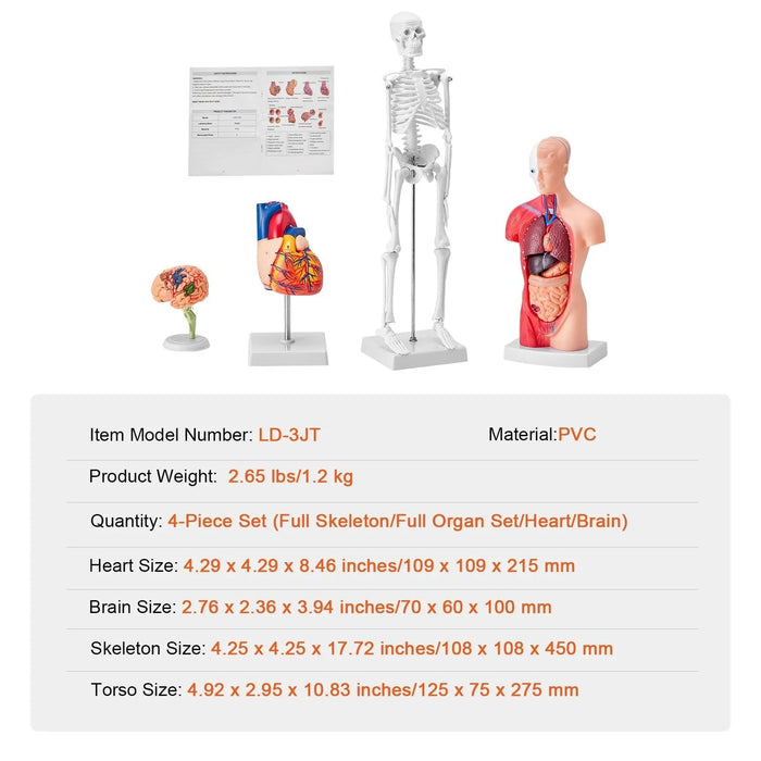 3D Interactive Human Anatomy Skeleton Model