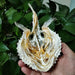 Genuine Starry Handfish Skull Specimen - 15 CM Deep-Sea Taxidermy Model for Education and Display