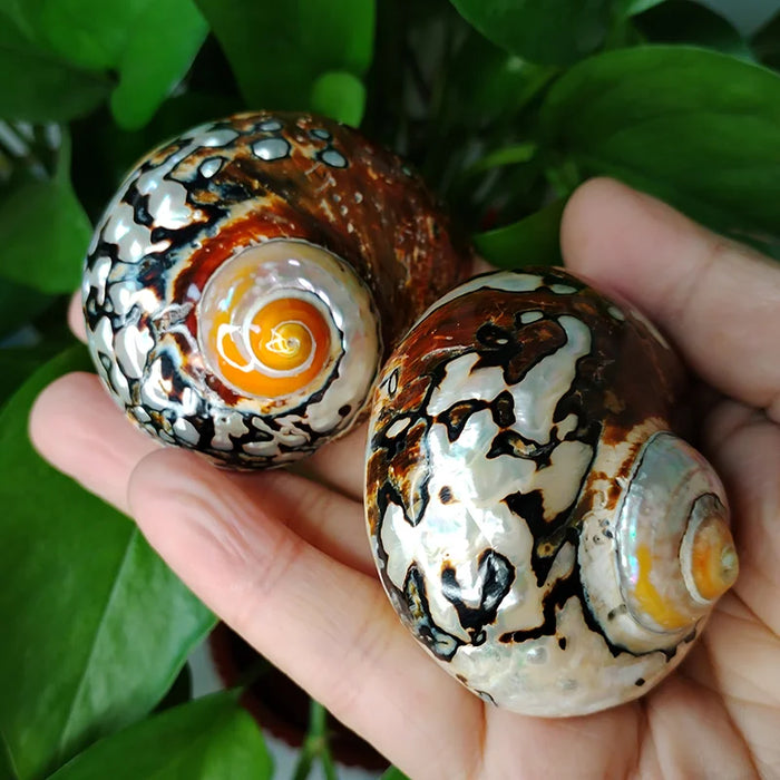 Exquisite Brown Jade Turbo Seashells from South Africa - Perfect for Hermit Crabs and Stylish Home Accents