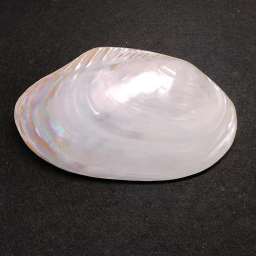 Elegant Polished Giant Oyster Shell - A Coastal Gem for Home Decor and Photography