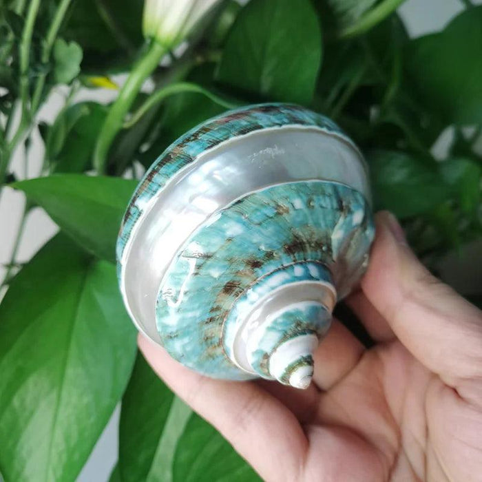 Coastal Charms: Authentic Green Turbo Imperialis Seashells for Elegant Home Decor and Creative Crafts