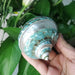 Coastal Charms: Authentic Green Turbo Imperialis Seashells for Elegant Home Decor and Creative Crafts