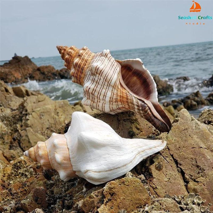 Seaside Elegance Natural Shell Trapezium Horse Conch Decor for Aquariums and Special Events