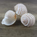 Coastal Charm Natural Spotted Turbo Seashells for Hermit Crabs & Home Decor (8-10cm)