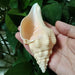 Large Natural Turbinella Angulata Conch Shell (12-20cm)