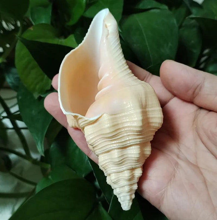 Genuine Indian Shankh Vamavarti Dattatreya Conch Shell