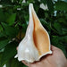 Unique Left-Handed Busycon Contrarium Conch Shell - A Natural Masterpiece for Collectors and Thoughtful Gifting