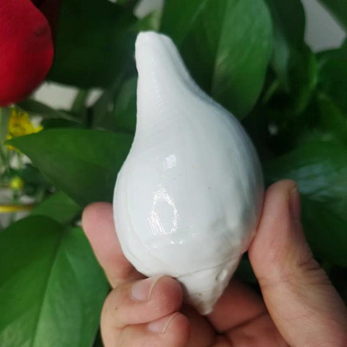 Stunning 11CM Indian Sacred Chank Shell Conch for Home and Event Decor