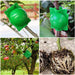 10-Pack Reusable Plant Rooting Spheres for Seamless Air Layering and Propagation