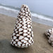 Exquisite Hebrew Marble Cone Shells - Natural Coastal Treasures for Elegant Home Decor