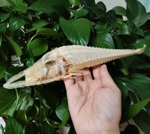 Large Authentic Armored Searobin Skull Specimen – Unique Deep Sea Fish Taxidermy Model for Science Education