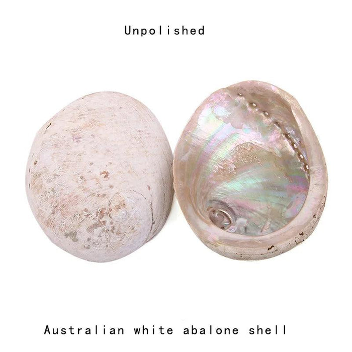 Stunning New Zealand Abalone Shell - 12-16CM Ideal for Weddings, Aquatic Displays, and Creative Crafts