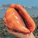 Natural Orange Bull's-mouth Helmet Conch Shells for Home and Aquatic Decor (12-17CM)