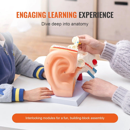 Interactive 3D Enlarged Human Ear Anatomy Model - Educational Tool with Detachable Parts for In-Depth Physiological Learning