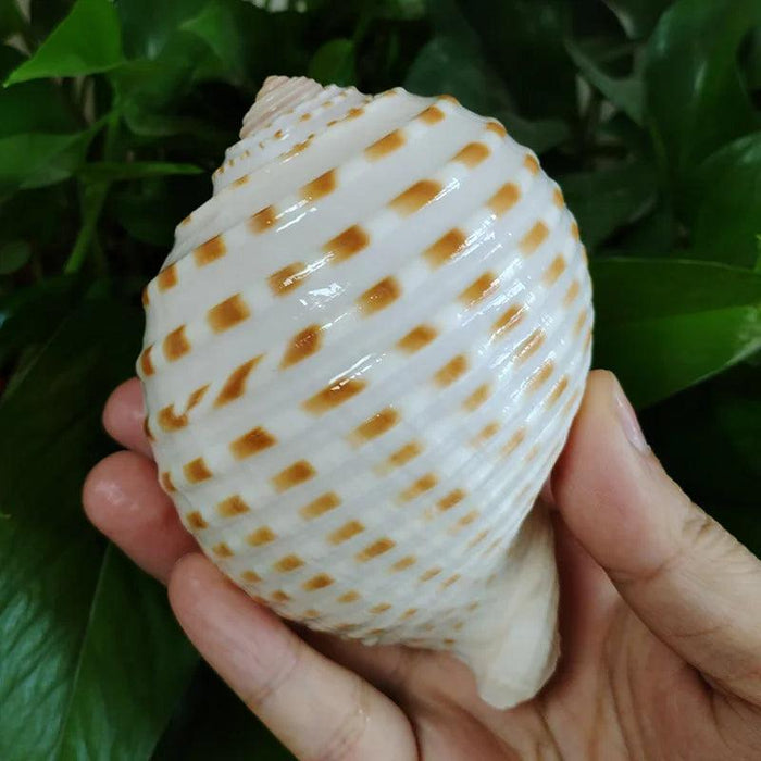 Coastal Charm Natural Spotted Turbo Seashells for Hermit Crabs & Home Decor (8-10cm)