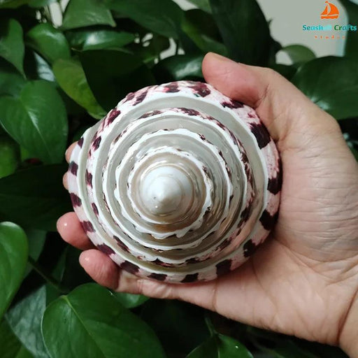 Large Commercial Trochus Shell with Pearl Band