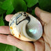 Exquisite Brown Jade Turbo Seashells from South Africa - Perfect for Hermit Crabs and Stylish Home Accents