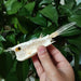 Genuine Starry Handfish Skull Specimen - 15 CM Deep-Sea Taxidermy Model for Education and Display