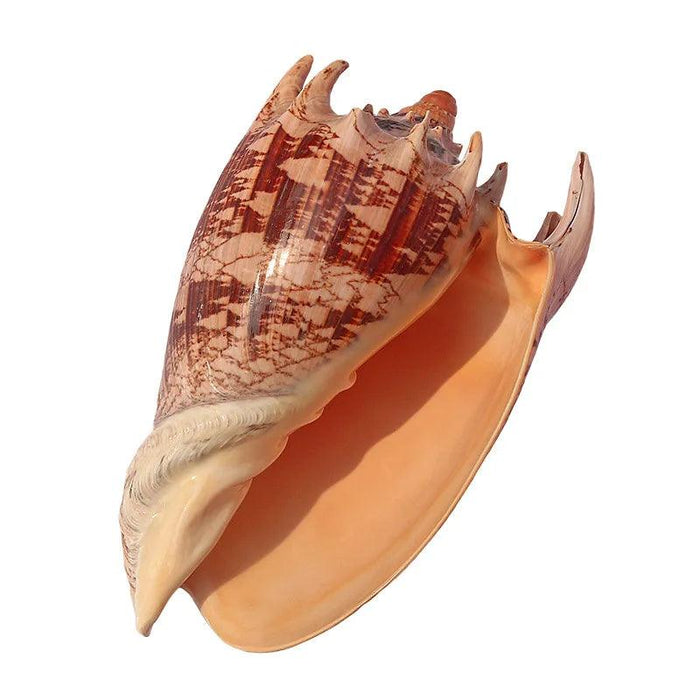 Elegant Imperial Volute Seashell Cymbiola Imperialis - Perfect for Coastal Decor, Weddings, and Oceanic Displays