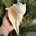 Unique Left-Handed Busycon Contrarium Conch Shell - A Natural Masterpiece for Collectors and Thoughtful Gifting