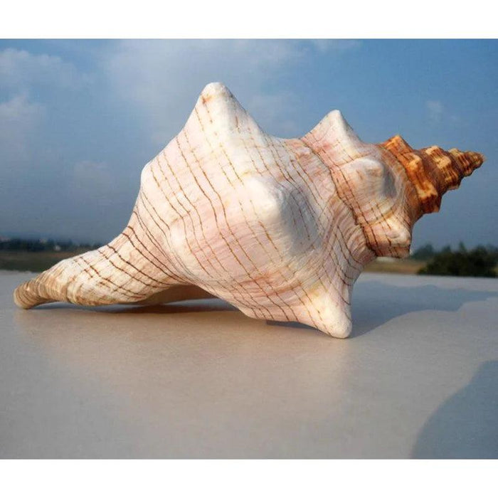 Seaside Elegance Natural Shell Trapezium Horse Conch Decor for Aquariums and Special Events