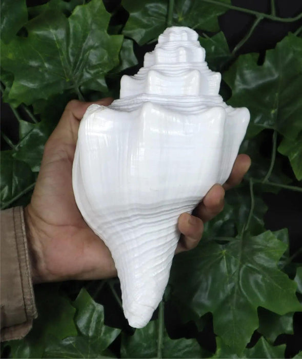 Large Natural Turbinella Angulata Conch Shell (12-20cm)