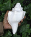 Large Natural Turbinella Angulata Conch Shell (12-20cm)