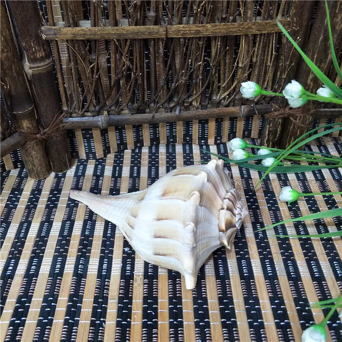 Exquisite Left-Handed Whelk Conch Shell - Unique Busycon Contrarium for Decor and Collecting