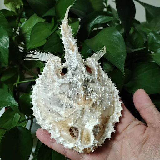 Genuine Deep Sea Handfish Skull Replica - Distinctive Taxidermy Specimen for Educational Purposes and Display - 15 CM