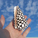 Exquisite Hebrew Marble Cone Shells - Natural Coastal Treasures for Elegant Home Decor