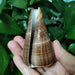 Elegant Gold-Infused Conus Striatus Shell - Ideal for Aquatic Decor, Hermit Crab Habitats, and Special Celebrations