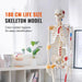 3D Interactive Human Anatomy Skeleton Model