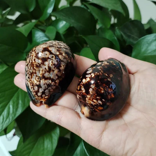 Set of 2 Authentic Cypraea Mauritiana Chocolate Cowrie Shells for Beach-Themed Decor and Crafting Activities