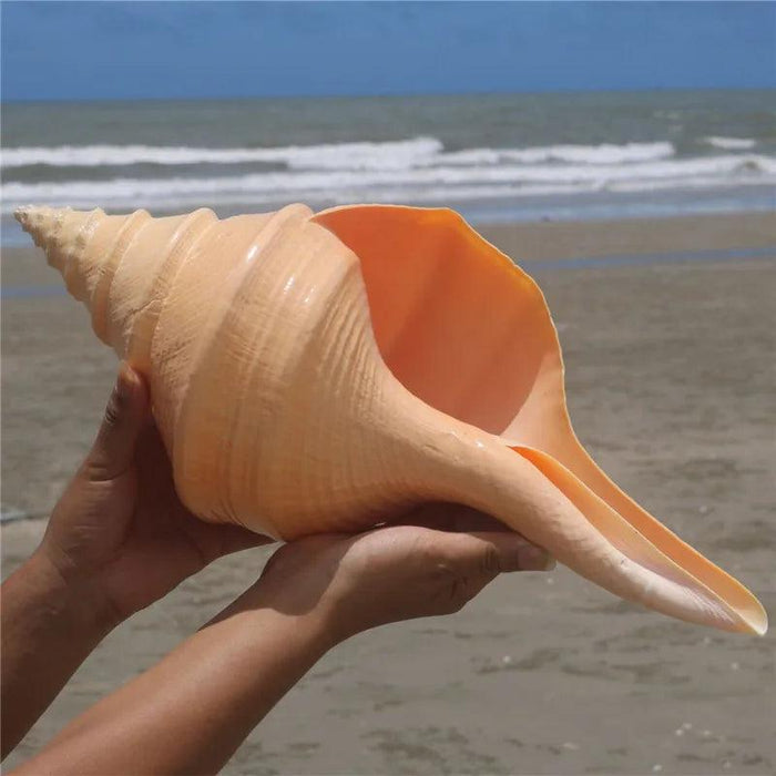 Oceanic Splendor: Australian Trumpet Shell for Unique Home Decor and Creative Projects