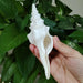 Salisbury's Spindle Conch Shells – Natural Beach Decor for Parties, Aquariums, and Unique Gifts (13-21cm)