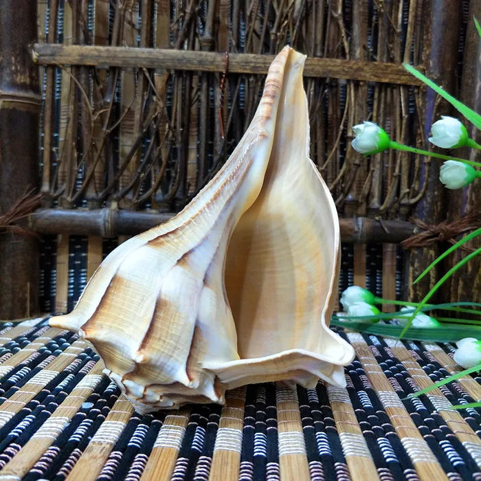 Unique Left-Handed Busycon Contrarium Conch Shell - A Natural Masterpiece for Collectors and Thoughtful Gifting