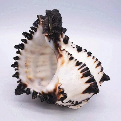 Black Zebra Murex Conch Shell - 10-12 cm Decorative Natural Specimen for Home and Aquarium Decor