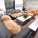 Sumptuous Authentic Australian Sheepskin Wool Area Rug - Cozy and Chic Home Accent Mat