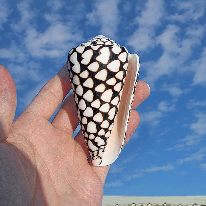 Exquisite Hebrew Marble Cone Shells - Natural Coastal Treasures for Elegant Home Decor