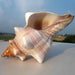 Seaside Elegance Natural Shell Trapezium Horse Conch Decor for Aquariums and Special Events