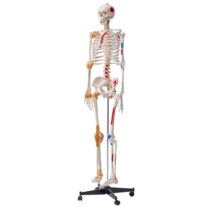 3D Interactive Human Anatomy Skeleton Model