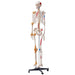 3D Interactive Human Anatomy Skeleton Model