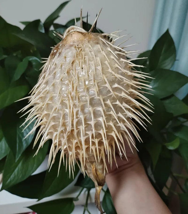 Coastal Elegance: Handmade Large Natural Pufferfish Pendant for Home Decor and Crafting