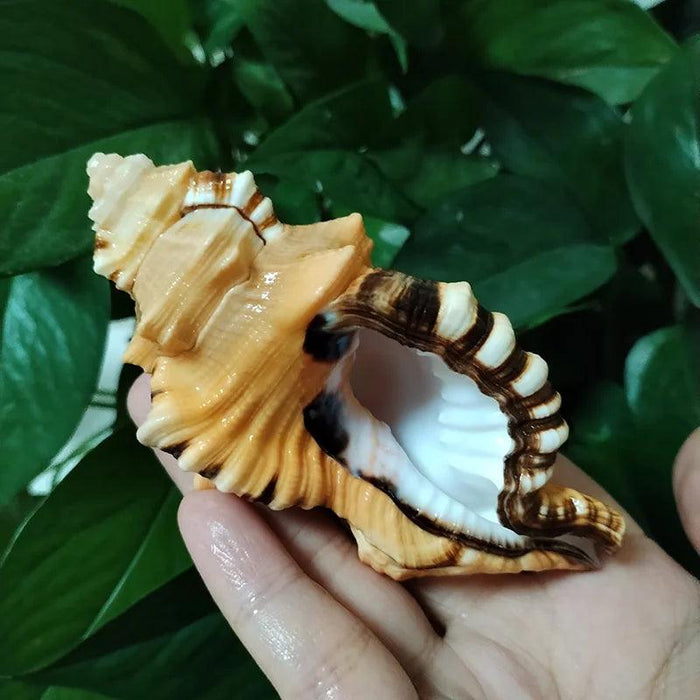 Vibrant Yellow-Orange Triton Conch Shell with Unique Black Patterns for Aquatic Decor and Photography